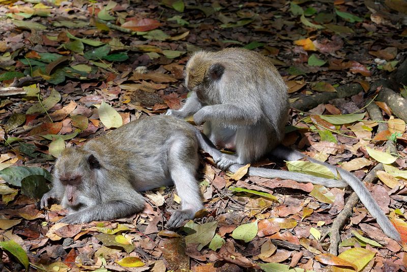 Long-tailed macaques grooming on the forest floor of the Sacred Monkey Forest, Ubud, Bali