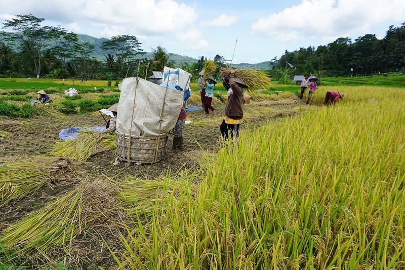 Farmers harvesting rice in the Sidemen valley, East Bali, with forested hills behind