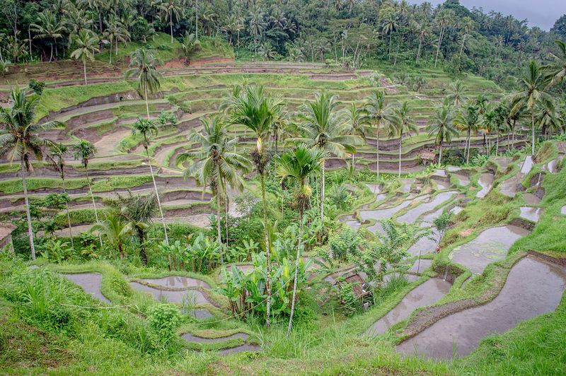 The Tegallalang rice terraces near Ubud, Bali, hand-carved paddy steps descending a lush valley