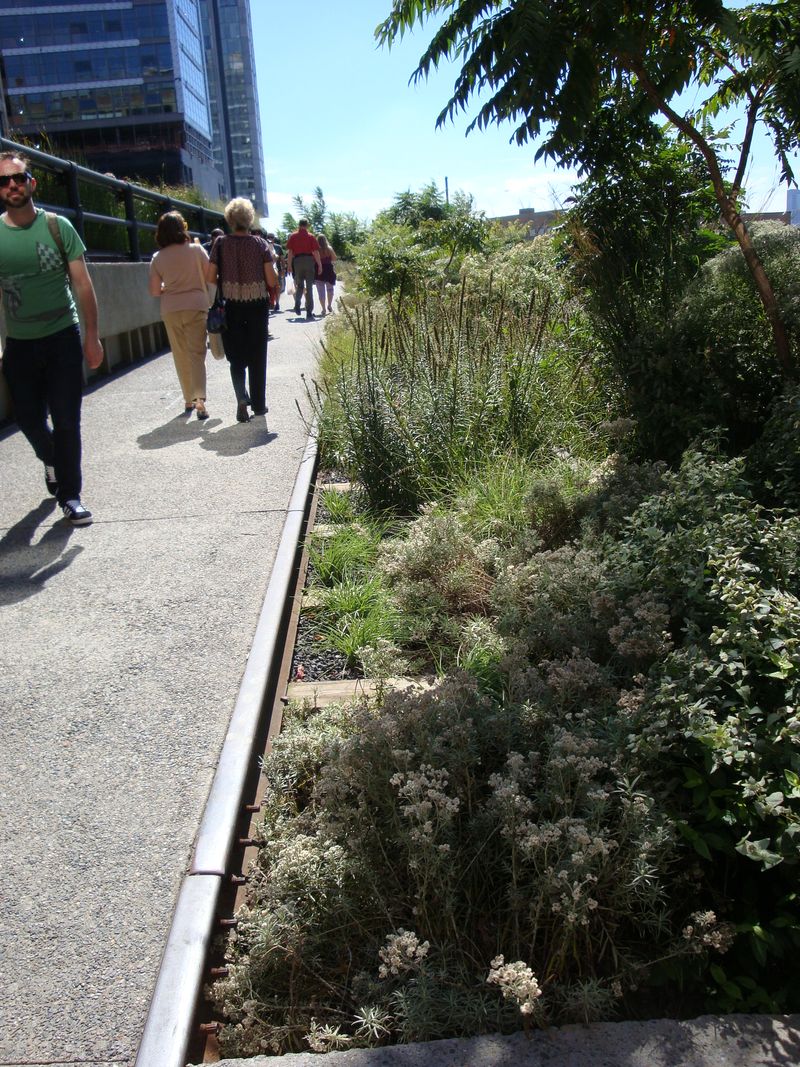 Visitors strolling the narrow planted walkway of the High Line, with wildflowers and grasses growing around the old rail tracks, Manhattan's West Side, New York City