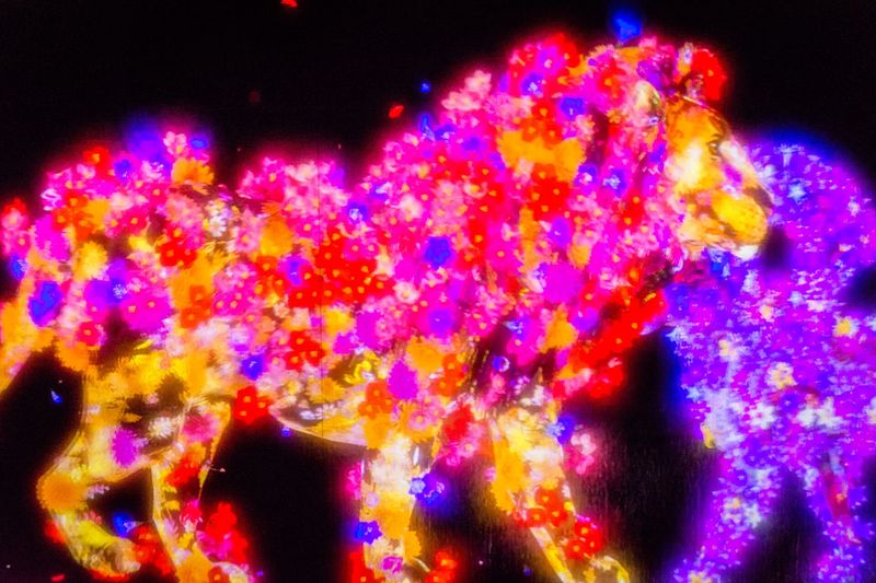 A darkened room at a teamLab digital art museum in Tokyo filled with immersive projected flowers in pink, orange and blue light
