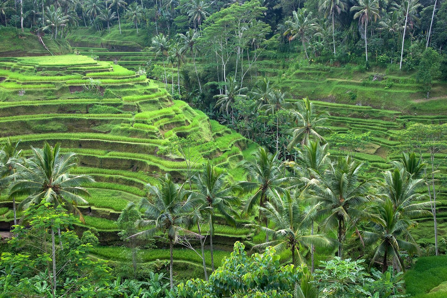 The Tegallalang rice terraces near Ubud, Bali — sculpted green paddy steps descending a valley dotted with coconut palms